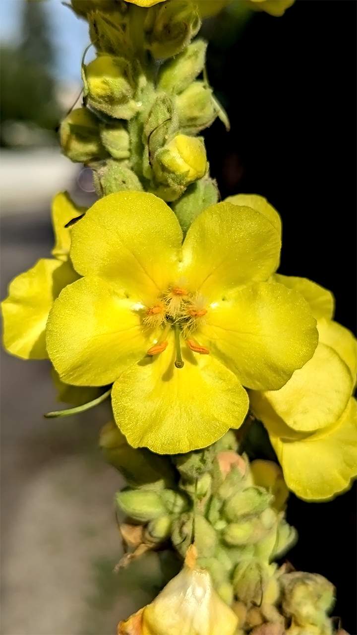Molène bouillon-blanc